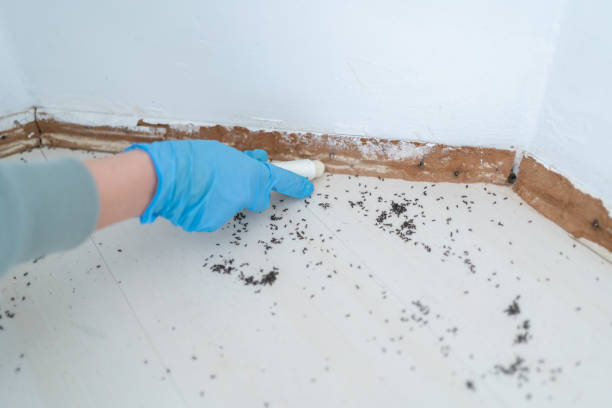 Best Bed Bug Extermination  in Jerseyvle, IL